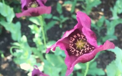 Terrible Reasons to Create, Part 1: Legitimacy