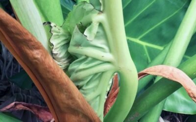 Terrible Reasons to Create, Part 2: Apologies