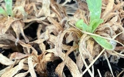 When Things Get Leggy