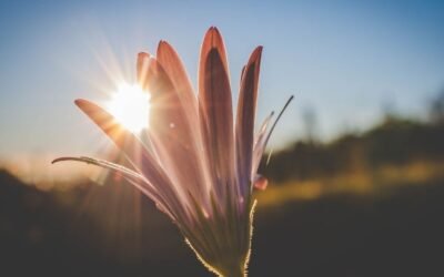 The Conflicting Power of Sunlight