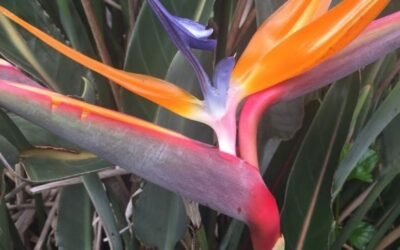 Bird of Paradise