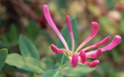 Five senses meditation