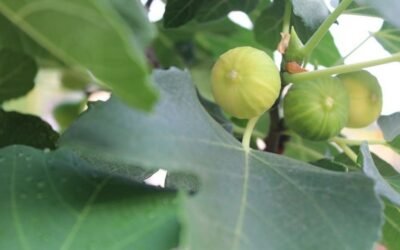 Nature is a generous lover